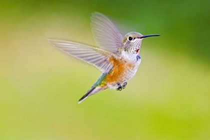 Picture of COLORADO, HEENEY RUFOUS HUMMINGBIRD IN FLIGHT