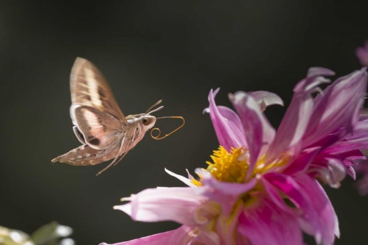 Picture of CO, WHITE-LINED SPHINX MOTH TONGUE FOR FEEDING