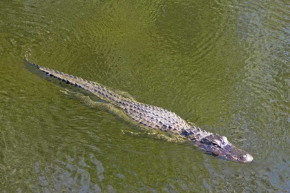 Picture of FL, EVERGLADES NP AMERICAN ALLIGATOR SWIMMING