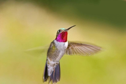 Picture of CO, FRISCO BROAD-TAILED HUMMINGBIRD IN FLIGHT