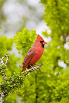 Picture of TX, MISSION NORTHERN CARDINAL PERCHED IN TREE