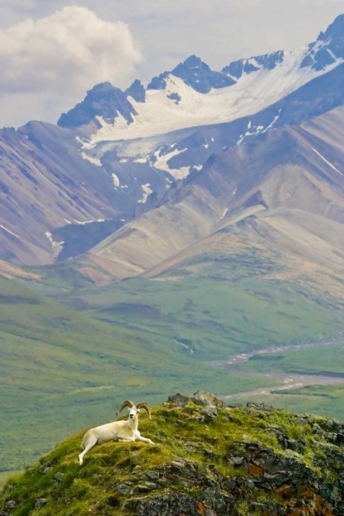 Picture of AK, DENALI NP, POLYCHROME PASS DALL SHEEP RAM