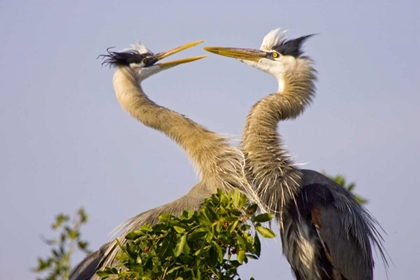 Picture of FL, VENICE, GREAT BLUE HERONS GREET IN ROOKERY
