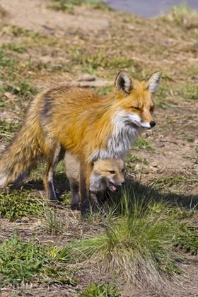 Picture of COLORADO, BRECKENRIDGE RED FOX MOTHER WITH KIT