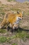 Picture of COLORADO, BRECKENRIDGE RED FOX MOTHER WITH KIT