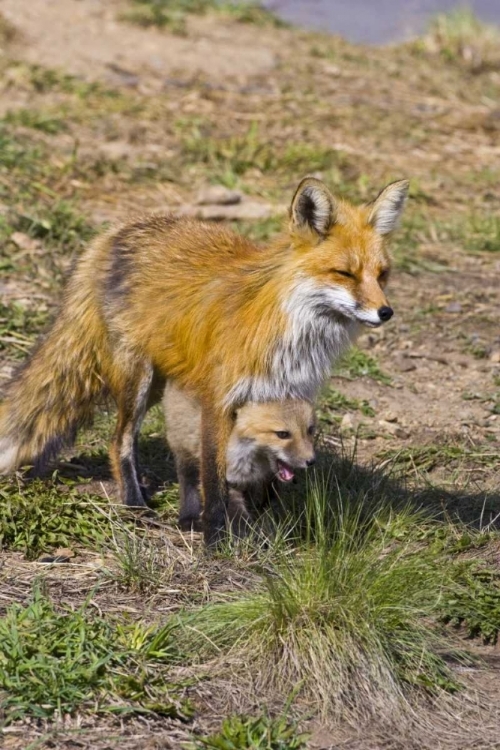 Picture of COLORADO, BRECKENRIDGE RED FOX MOTHER WITH KIT