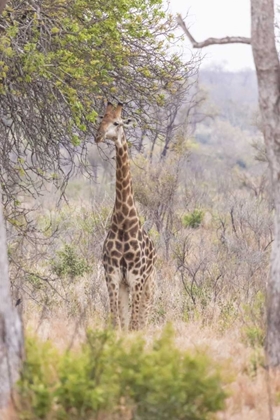 Picture of AFRICA, SOUTH AFRICA GIRAFFE STANDS UNDER TREE