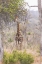 Picture of AFRICA, SOUTH AFRICA GIRAFFE STANDS UNDER TREE