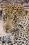 Picture of SOUTH NGALA PRIVATE GAME RESERVE YOUNG LEOPARD