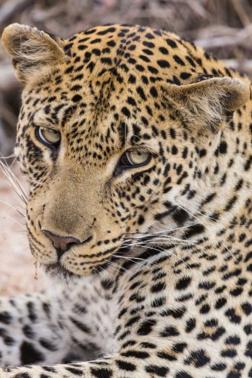 Picture of SOUTH NGALA PRIVATE GAME RESERVE YOUNG LEOPARD