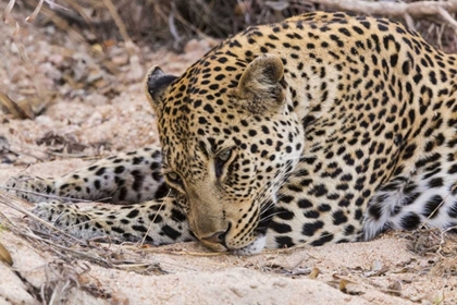 Picture of SOUTH NGALA PRIVATE GAME RESERVE YOUNG LEOPARD