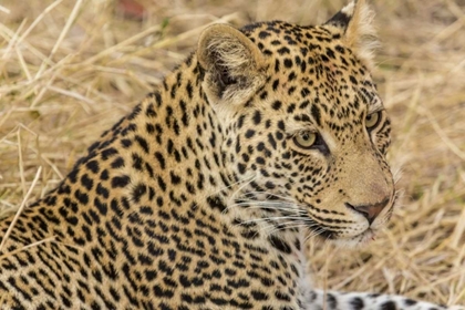 Picture of SOUTH NGALA PRIVATE GAME RESERVE ADULT LEOPARD