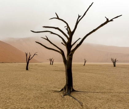 Picture of NAMIBIA, DEADVLEI UNUSUAL RAINY WEATHER