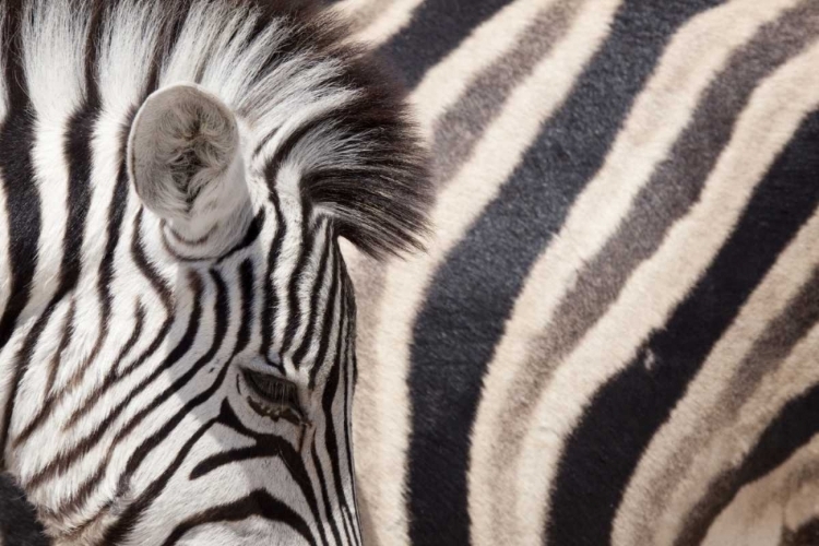 Picture of NAMIBIA, ETOSHA NP DETAILS OF TWO ZEBRAS