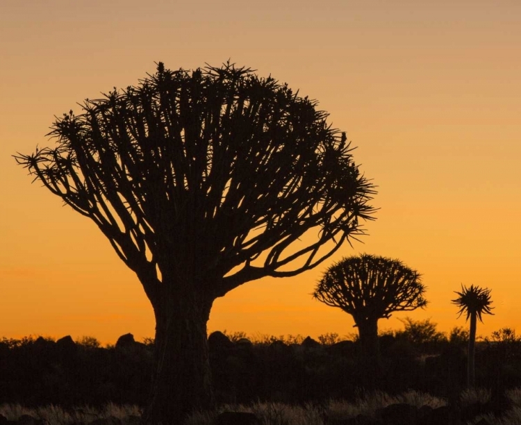Picture of AFRICA, NAMIBIA QUIVER TREES AT TWILIGHT