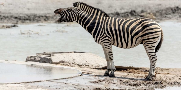 Picture of AFRICA, NAMIBIA, ETOSHA NP BRAYING ZEBRA