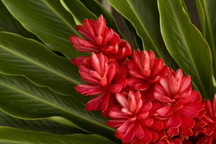 Picture of FRENCH POLYNESIA TROPICAL NATIVE FLOWERS