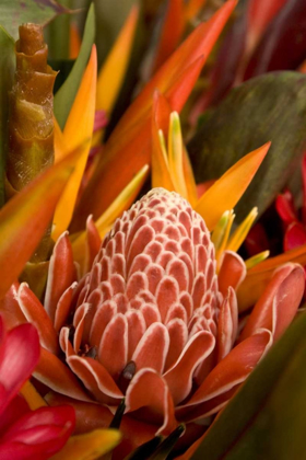 Picture of FRENCH POLYNESIA TROPICAL NATIVE FLOWERS