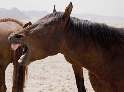 Picture of WILD HORSE YAWNING, NAMIB DESERT, NAMIBIA