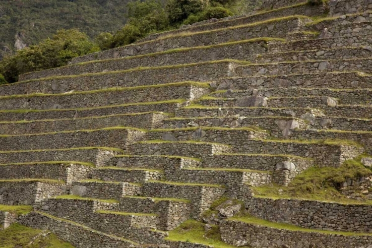 Picture of PERU, MACHU PICCHU AGRICULTURAL TERRACES