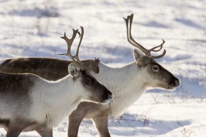 Picture of CANADA, MANITOBA, HUDSON BAY TWO CARIBOU