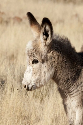 Picture of NAMIBIA, TORRAS CONSERVANCY YOUNG DONKEY