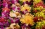 Picture of FRENCH POLYNESIA TROPICAL NATIVE FLOWERS
