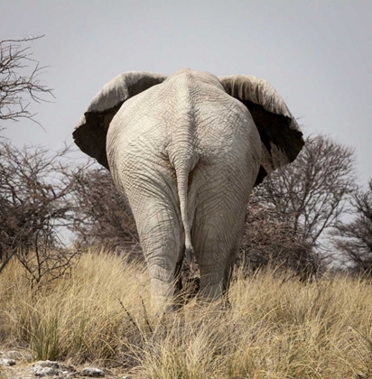 Picture of NAMIBIA, ETOSHA NP, OKERFONTEIN ELEPHANT