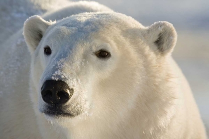 Picture of CANADA, CHURCHILL PORTRAIT OF POLAR BEAR