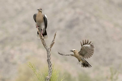 Picture of AZ WHITE-WINGED DOVE AND GILA WOODPECKER