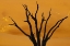 Picture of DEAD TREE, DEAD VLEI, SOSSUSVLEI, NAMIBIA