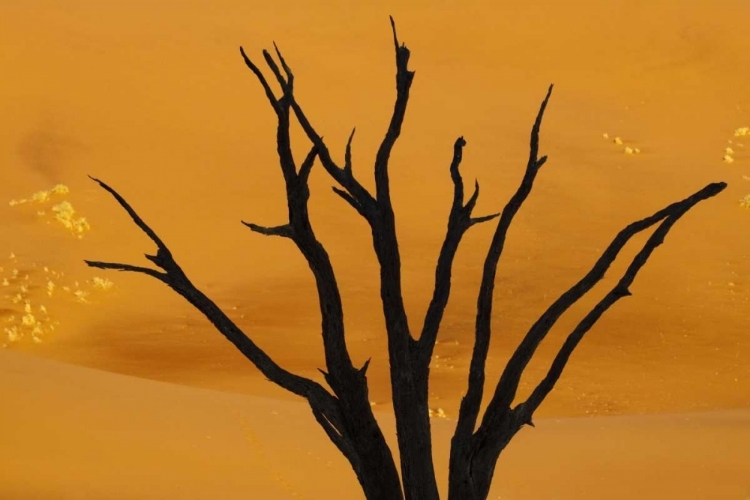 Picture of DEAD TREE, DEAD VLEI, SOSSUSVLEI, NAMIBIA