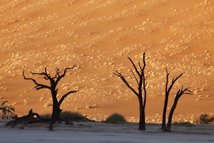 Picture of DEAD TREE, DEAD VLEI, SOSSUSVLEI, NAMIBIA