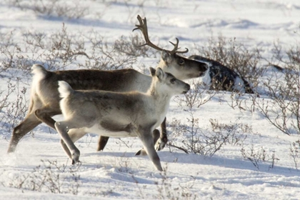 Picture of CANADA, MANITOBA, CARIBOU STARTING TO RUN