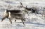 Picture of CANADA, MANITOBA, CARIBOU STARTING TO RUN