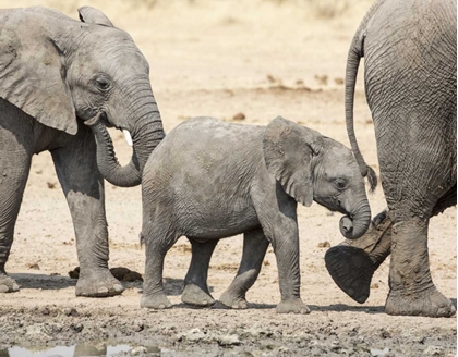 Picture of NAMIBIA, ETOSHA NP BABY ELEPHANT WALKING