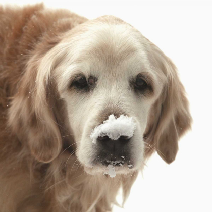 Picture of INDIANA, CARMEL GOLDEN RETRIEVER IN SNOW