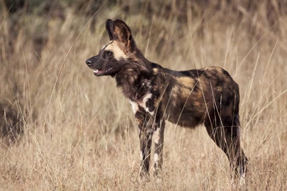 Picture of NAMIBIA, HARNAS SIDE AN AFRICAN WILD DOG