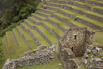 Picture of PERU, MACHU PICCHU AGRICULTURAL TERRACES
