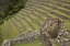 Picture of PERU, MACHU PICCHU AGRICULTURAL TERRACES