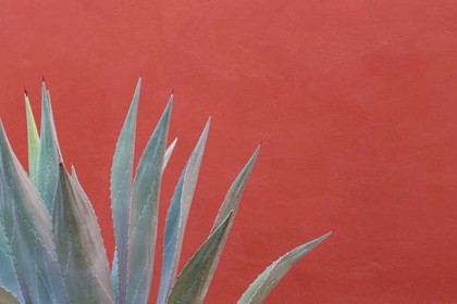 Picture of MEXICO AGAVE PLANT NEXT TO COLORFUL WALL