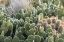 Picture of NEW MEXICO BEAVERTAIL PRICKLY-PEAR CACTI