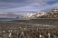 Picture of SOUTH GEORGIA ISLAND, KING PENGUIN COLONY