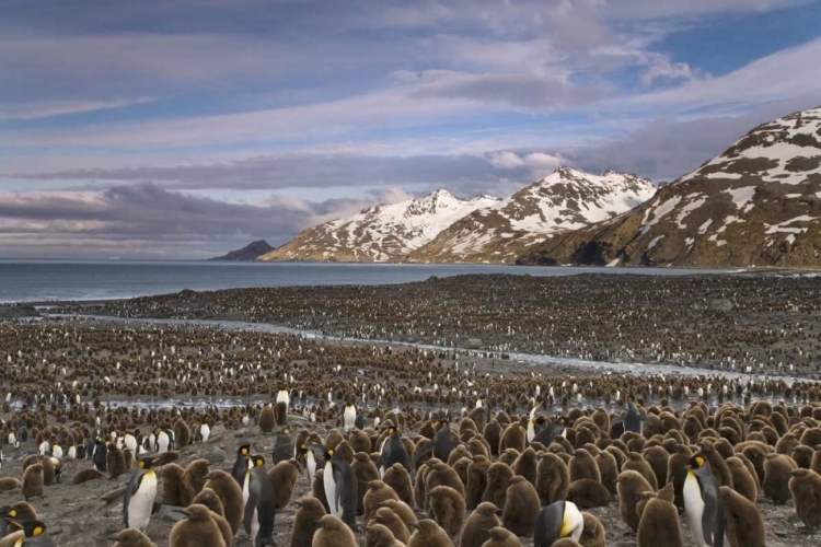 Picture of SOUTH GEORGIA ISLAND, KING PENGUIN COLONY