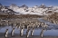 Picture of SOUTH GEORGIA ISLAND, KING PENGUIN COLONY