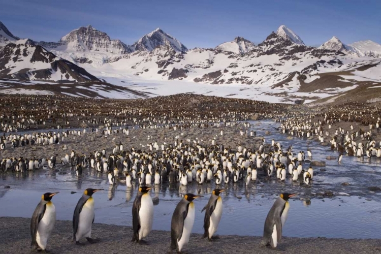 Picture of SOUTH GEORGIA ISLAND, KING PENGUIN COLONY