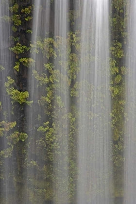 Picture of OR, WILLAMETTE NF KOOSAH FALLS AND FERNS