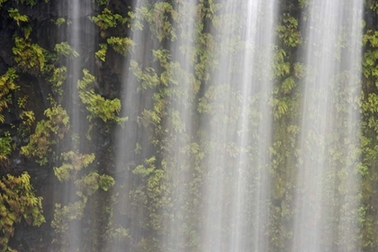 Picture of OR, WILLAMETTE NF KOOSAH FALLS AND FERNS