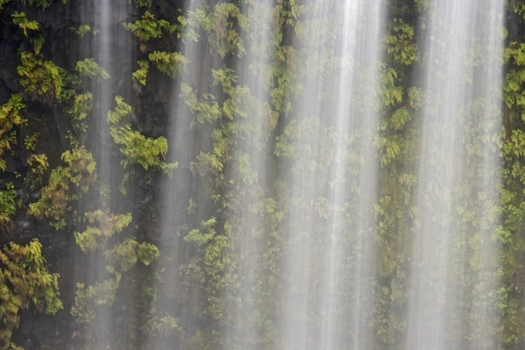 Picture of OR, WILLAMETTE NF KOOSAH FALLS AND FERNS