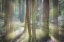 Picture of WA, SCENIC BEACH SP BLURRED FOREST SCENE